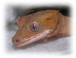 Photo of our new Crested Gecko