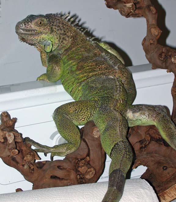 Tatiana, a female green iguana. Click here to see details about her and others from the Sanctuary