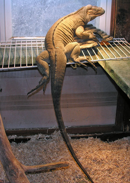 Picture of Diego, a rhino iguana with aspen bedding for her substrate
